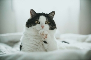 This is a cat