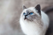 This cat has a link